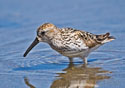 Calidris mauri